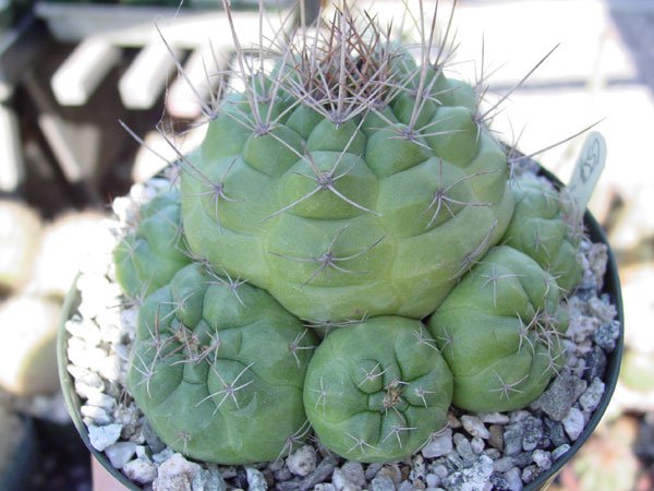 Matucana_oreodoxa